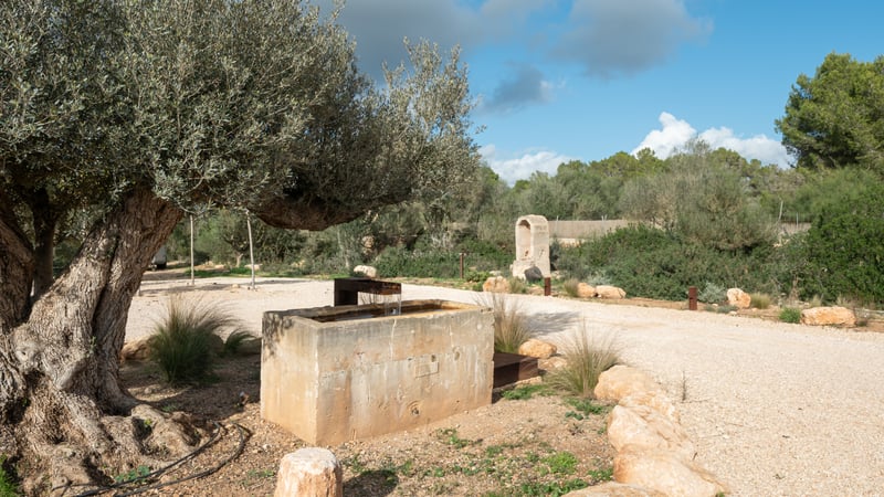Rustikt stentråg under ett gammalt olivträd i en anlagd medelhavsträdgård.