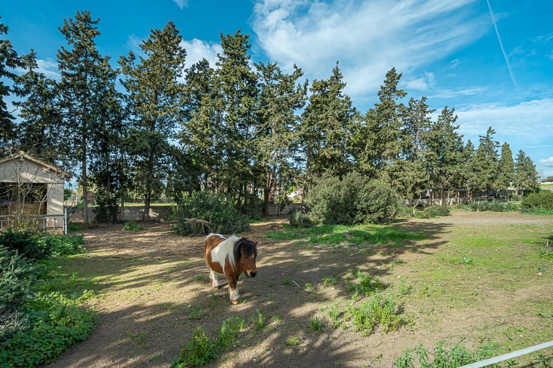 Un poney marron et blanc dans un enclos bordé de grands cyprès sous un ciel bleu.