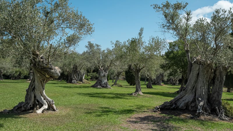 Plusieurs oliviers anciens aux troncs noueux sur une pelouse verte sous un ciel bleu clair.