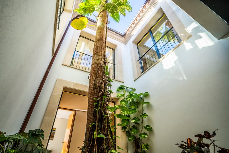 Blick nach oben auf eine hohe Palme in einem weißen Innenhof mit steingefassten Fenstern und Blick auf den Himmel.