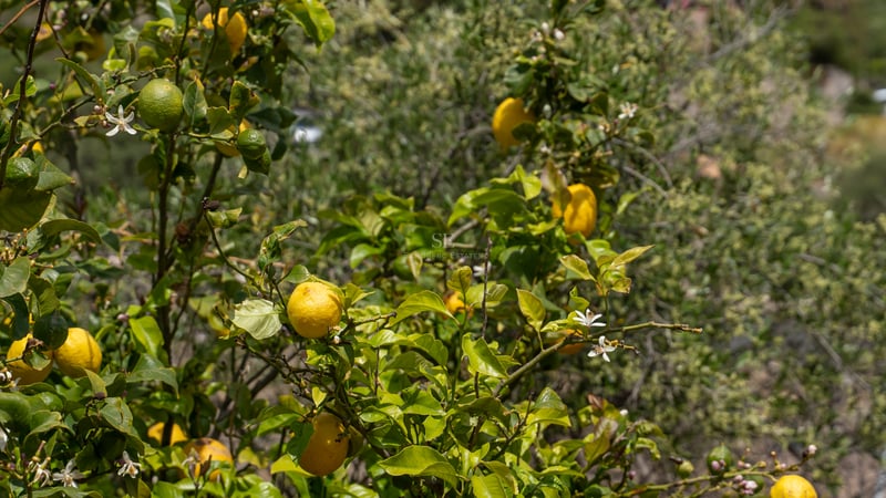 Gros plan d'un citronnier avec des citrons jaunes mûrs et de petites fleurs blanches sous la lumière du soleil.