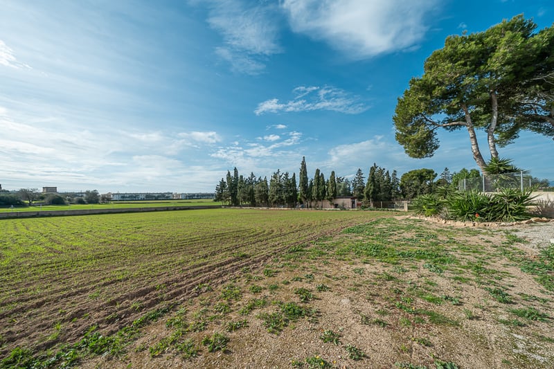 Vue d'un grand terrain plat avec des pousses vertes, entouré de cyprès et de pins sous un ciel bleu.